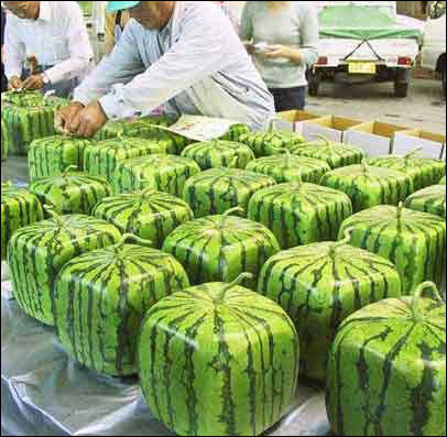 square-watermelon
