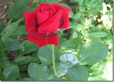 Rose England flower